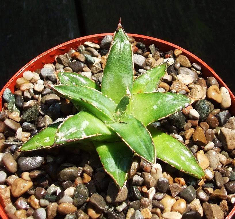 8 New Little Agave Babies..